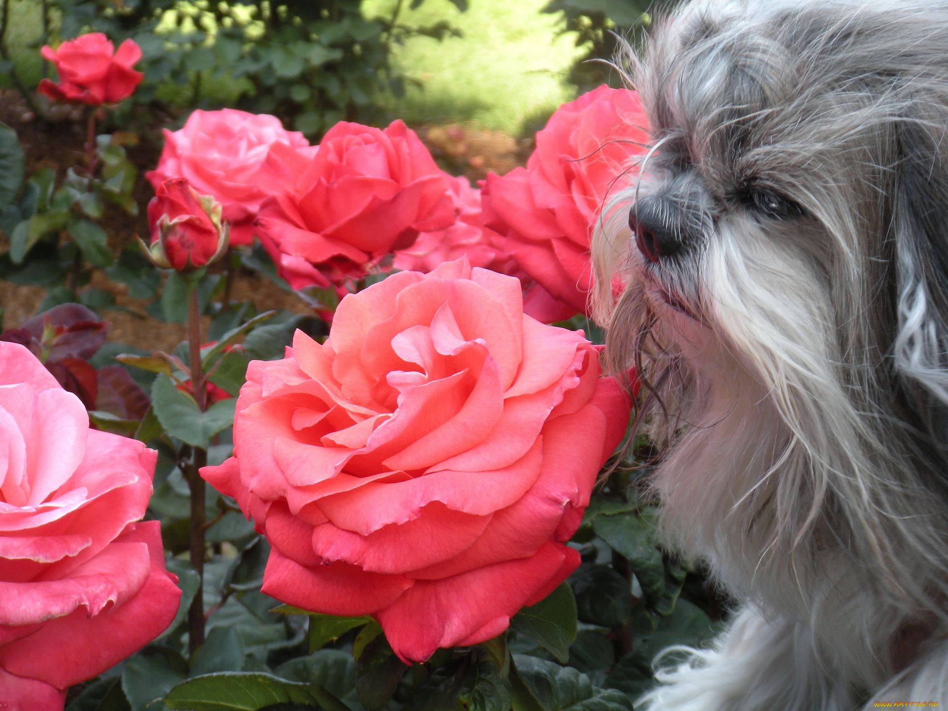 , , dog, 